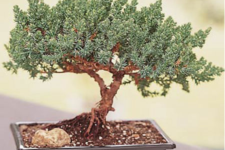 Bonsai Montréal